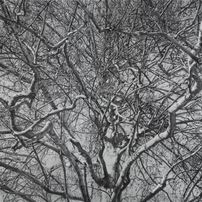 ÁRBOL DE LILLE · Carboncillo sobre papel · 100x140cm · 2009