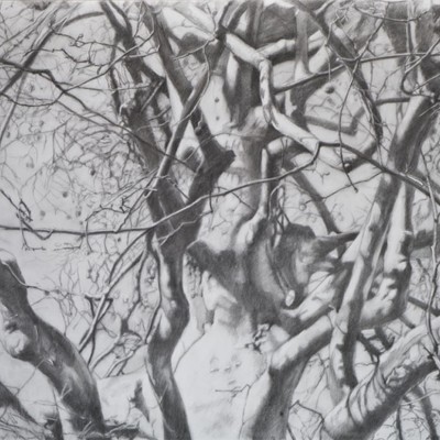 ÁRBOL II · Carboncillo sobre papel · 70x100cm · 2009