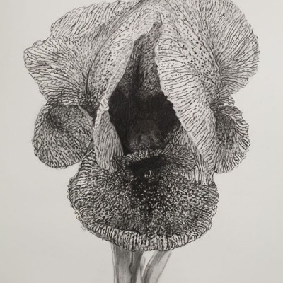 IRIS SUSIANA · Carboncillo sobre papel · 70x59cm · 2010