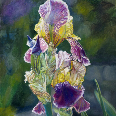 IRIS 1 · Óleo sobre lienzo · 46x38cm · 2019