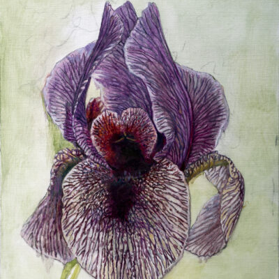 IRIS 4 · Óleo sobre lienzo · 46x38cm · 2019